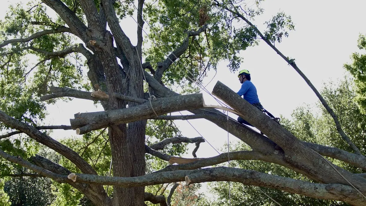 Professional Crown Thinning performed by certified arborists in Hortense